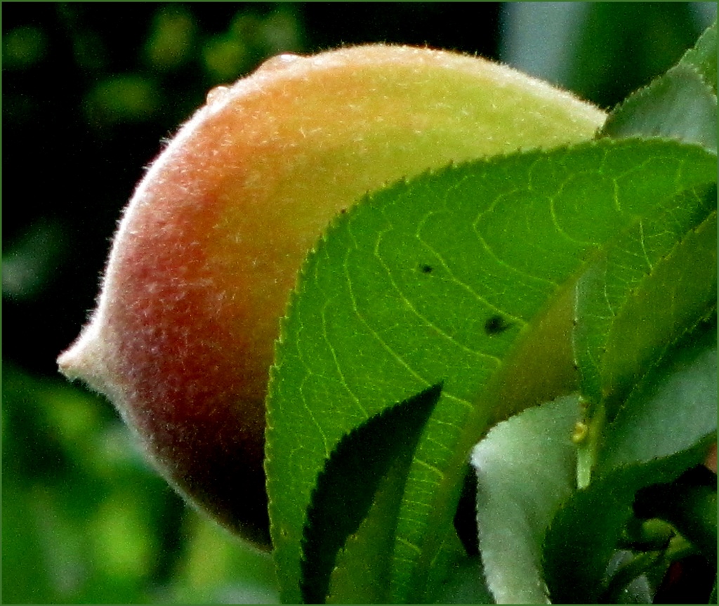 Fresh Peach! by cjwhite