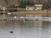 5th Apr 2010 - five swans