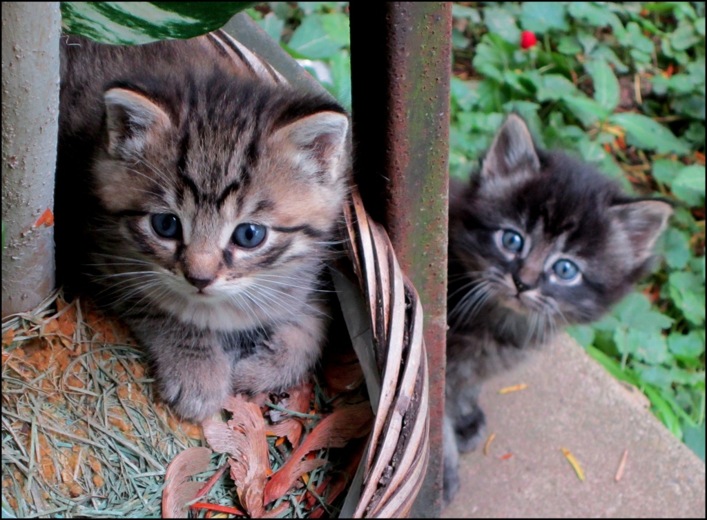Potted Cats,The Next Generation by cjwhite