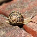 Snail by melinareyes