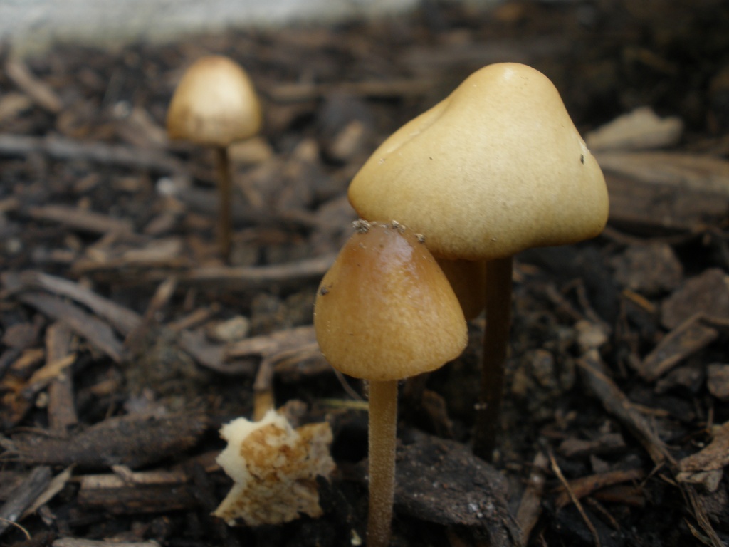 Tiny mushrooms by kdrinkie