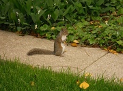 22nd May 2011 - Squirrel