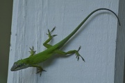 22nd May 2011 - Anole