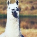 hello, llama by pocketmouse