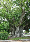 19th May 2011 - Banyan Tree  (I think)