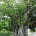 Banyan Tree  (I think) by stcyr1up
