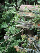 21st May 2011 - Sparrow Fledglings