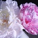 Peonies - white and pink by svestdonley