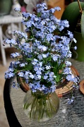 23rd May 2011 - Forget me not