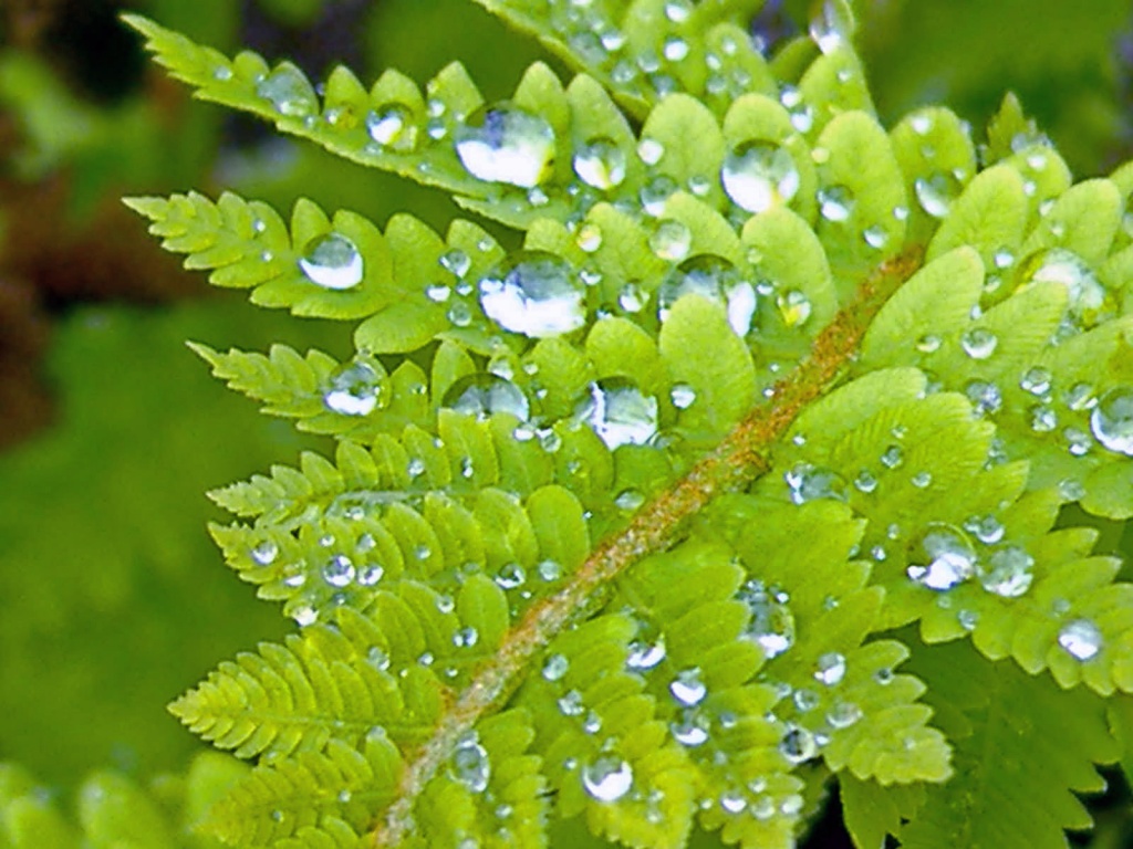 fern with raindrops by dianezelia