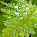 fern with raindrops by dianezelia