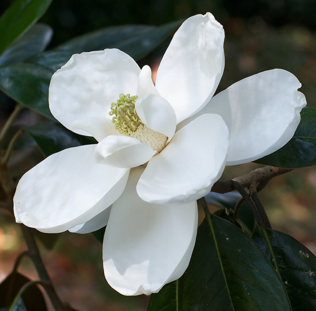 And yet another magnolia by eudora