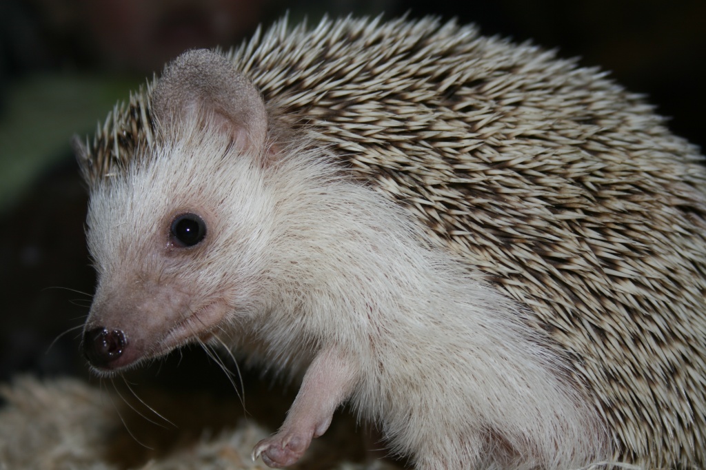 Hedgehog by kerristephens