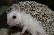 23rd May 2011 - Hedgehog