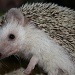 Hedgehog by kerristephens