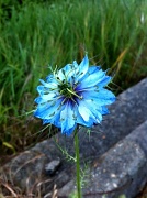 24th May 2011 - Blue flower