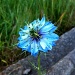 Blue flower by mattjcuk