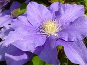 24th May 2011 - Clematis