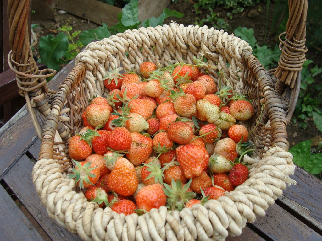 Strawberries ripening by busylady