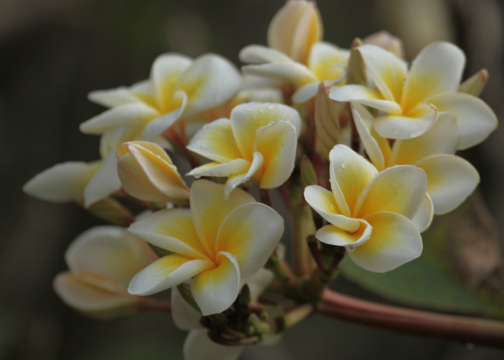 another day another frangipani shot by lbmcshutter
