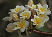 24th May 2011 - another day another frangipani shot
