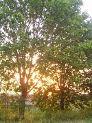 23rd May 2011 - Tree Sunset
