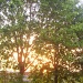 Tree Sunset by karendalling
