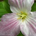 Pink Trillium by sunnygreenwood