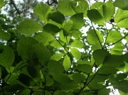 24th May 2011 - Looking Up at Dogwood Leaves 5.24.11