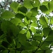 Looking Up at Dogwood Leaves 5.24.11 by sfeldphotos