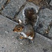 Just for fun: My New Yorker's friend by parisouailleurs