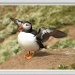 Puffin take off by judithdeacon