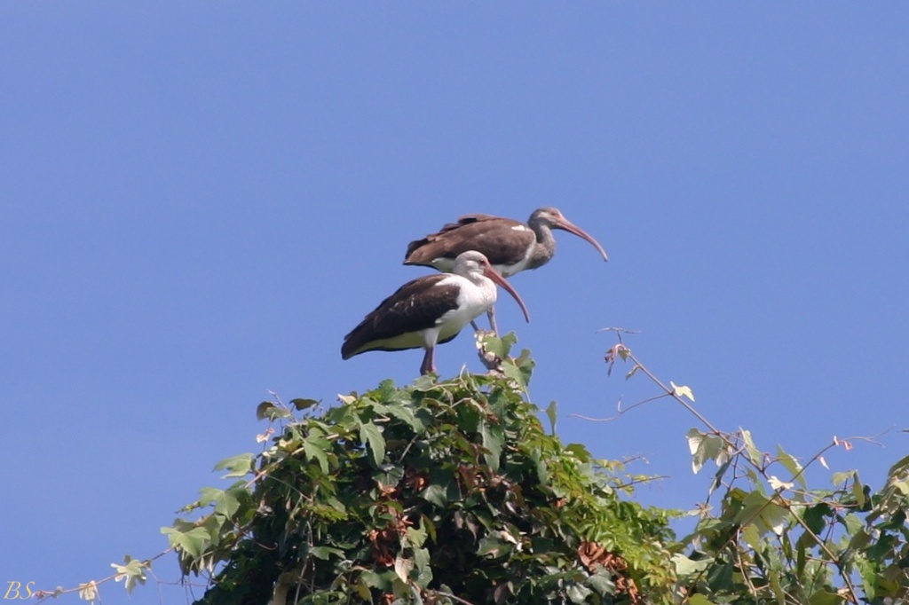 Birds on a perch by stcyr1up