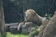 20th May 2011 - Zoo Lion