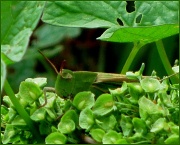 24th May 2011 - Grasshopper, you have hidden well.