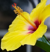 24th May 2011 - Hibiscus