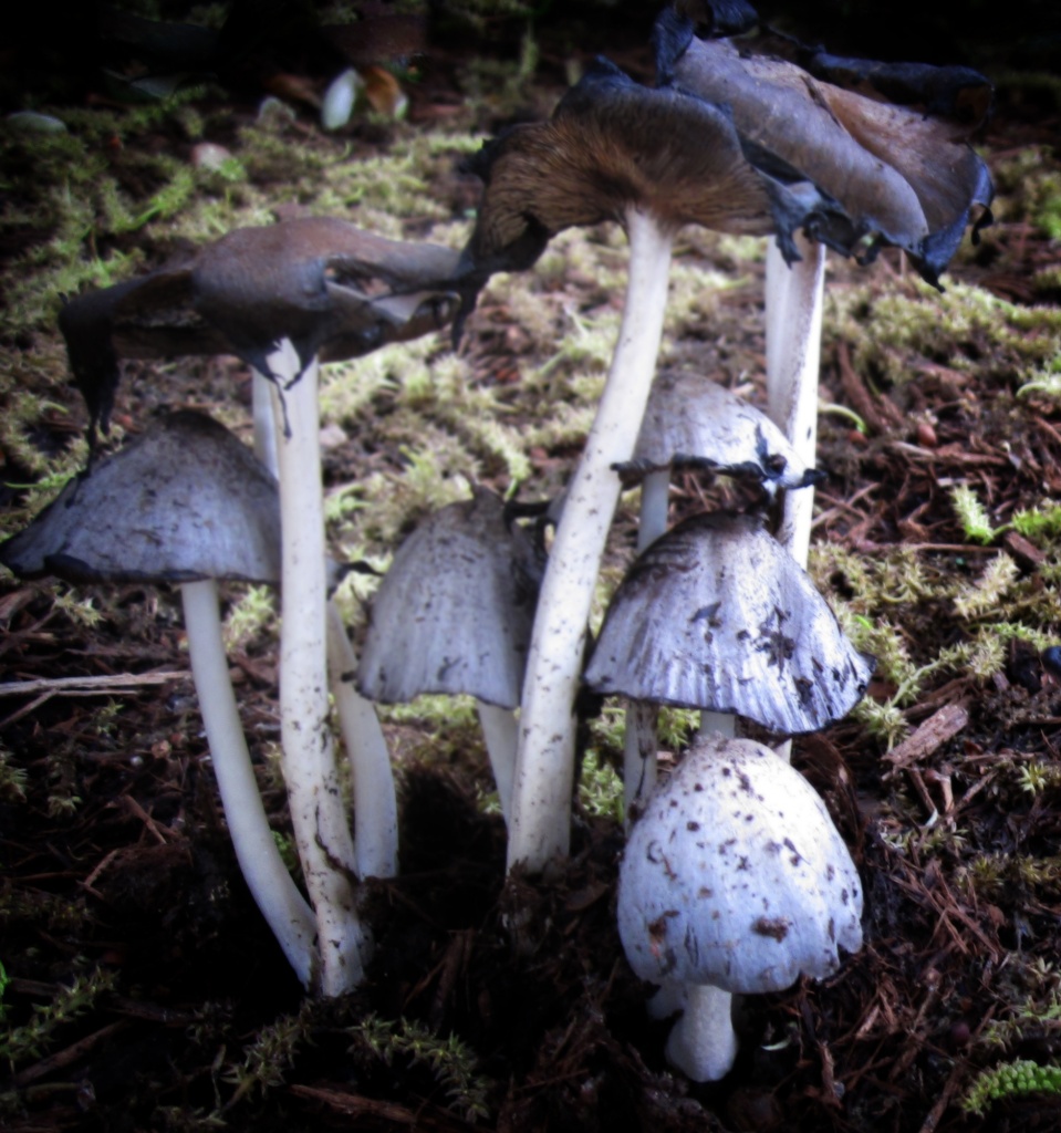 Magic Mushrooms by egad