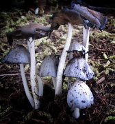 24th May 2011 - Magic Mushrooms