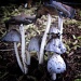 Magic Mushrooms by egad