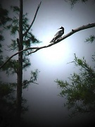 25th May 2011 - Anhinga in the mist