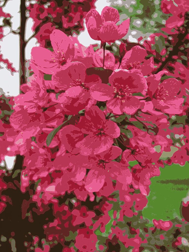 Blossoms by dakotakid35