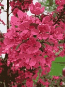 24th May 2011 - Blossoms
