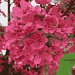 Blossoms by dakotakid35