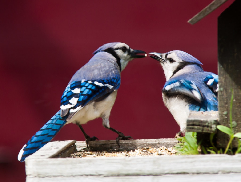 Blue Jay Lovebirds by jbritt