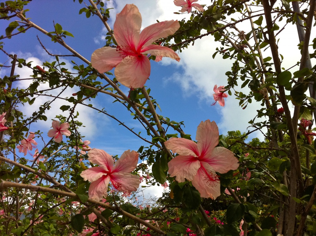Hibiscus Tree by marilyn