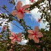 Hibiscus Tree by marilyn