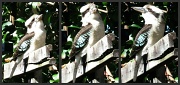 25th May 2011 - My Resident Kookaburra