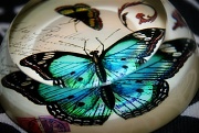 23rd May 2011 - Butterfly