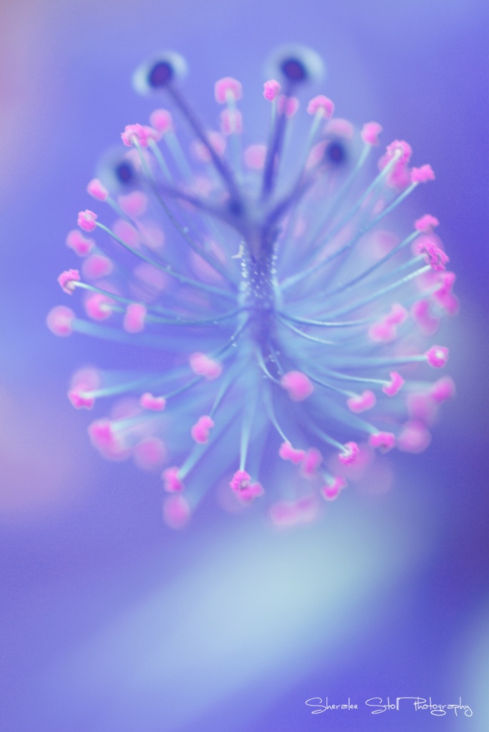 Fibre Optic Hibiscus by bella_ss