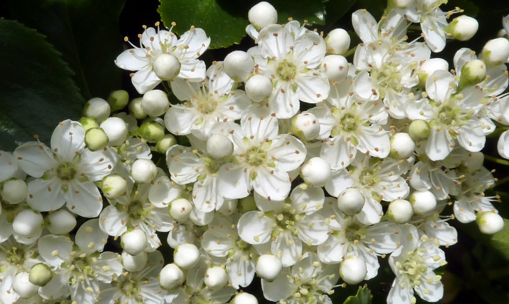Pyracantha close up by phil_howcroft